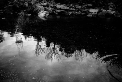 Reflection of trees in water