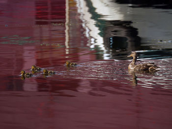 Mallard duck and ducklings swimming on pond