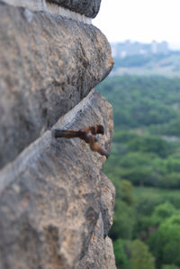 Close-up of lizard on rock