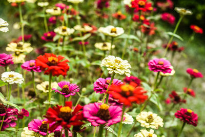 Close-up of pink flowering plants in field