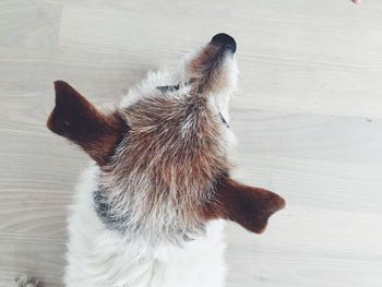 Close-up of a dog