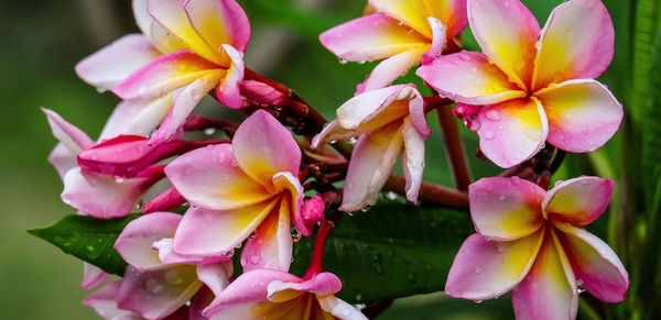 Close-up of wet frangipanis growing outdoors