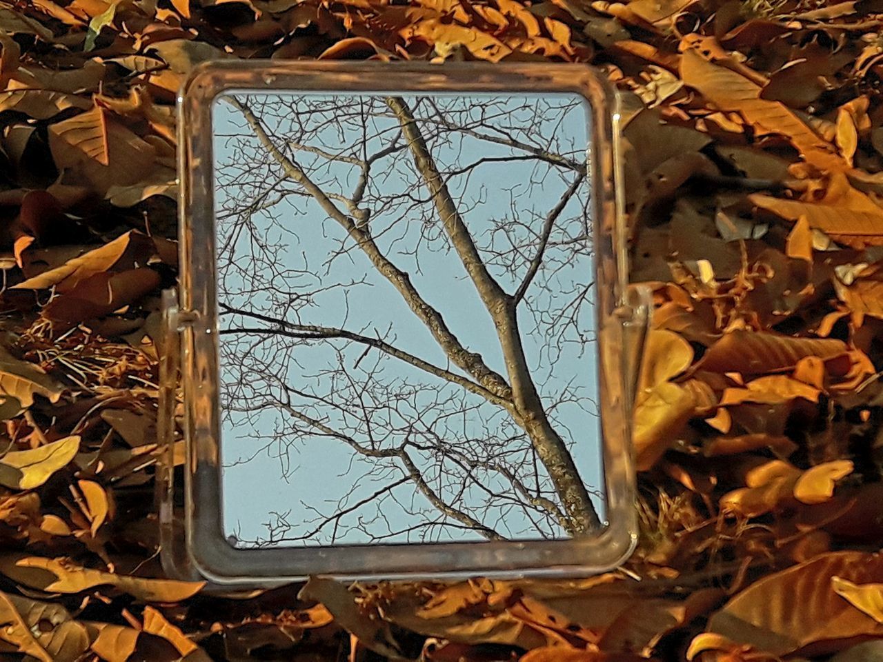 Leafless tree in mirror reflection over fallen dry leaves as background