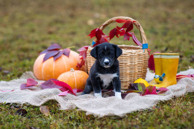 Puppy in a field