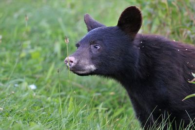 Close-up of black animal on grass