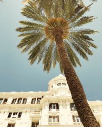 Low angle view of palm tree against building