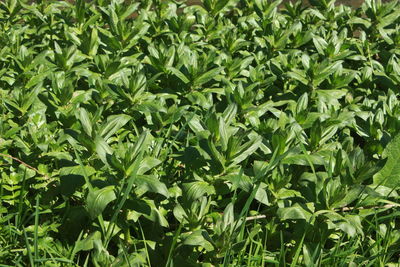 Full frame shot of fresh green plants