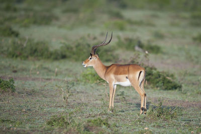 Deer standing on field