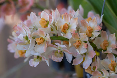 Close-up of cherry blossoms