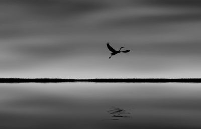Birds flying in sky