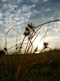 Close-up of flowering plants on field against sky