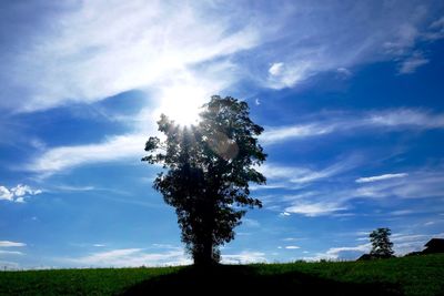 Low angle view of trees against sky