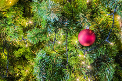 Low angle view of christmas tree