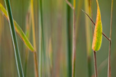 Close-up of lizard on grass