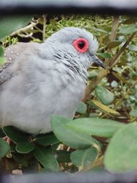 Close-up of bird perching outdoors