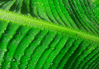 Water droplets on the surface of the leaves