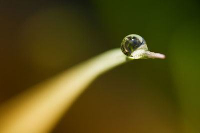 Close-up of water drop on leaf