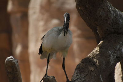 Close-up of black-headed ibis perching on tree