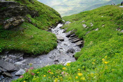 Scenic view of stream flowing through land