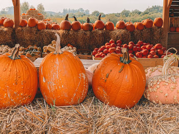 View of pumpkins for sale in field