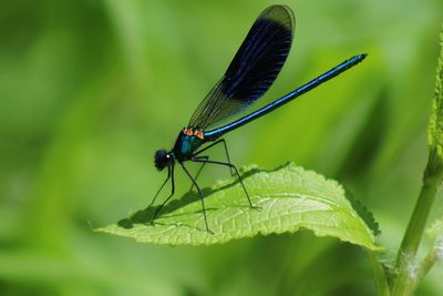 Close-up of damselfly on plant