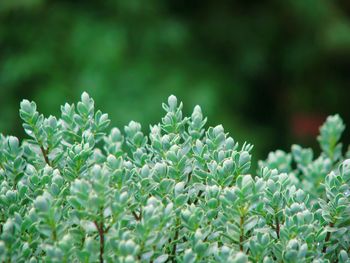 Close-up of white flowering plants on field