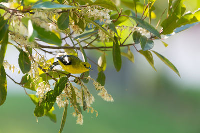 Low angle view of bird perching on a tree