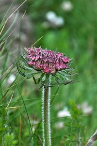 Close-up of pink thistle flower