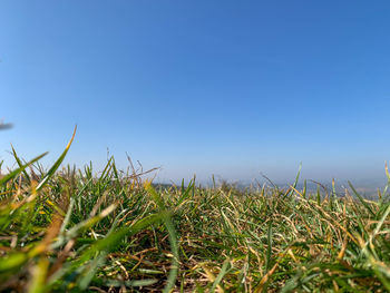 Surface level of grass against clear blue sky