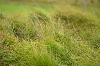 Close-up of stalks in field