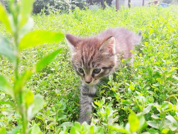 Portrait of cat on plant