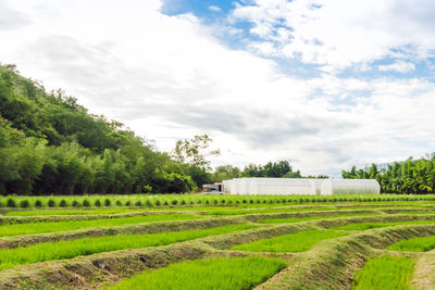 Scenic view of agricultural field against sky