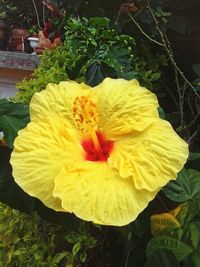 Close-up of yellow flower