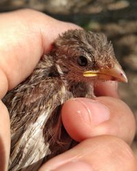 Close-up of a hand holding a bird