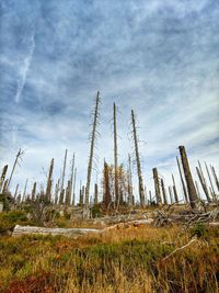 Low angle view of plants on field against sky