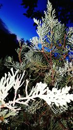 Low angle view of trees against blue sky