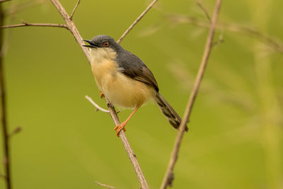 Close-up of bird perching on twig