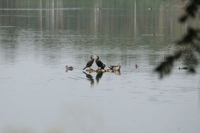 Ducks swimming in lake