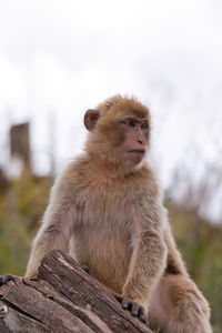 Close-up of monkey
