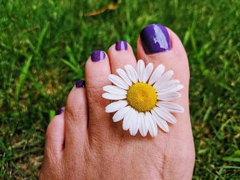 Close-up of hand holding purple flower