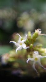 Close-up of flower against blurred background