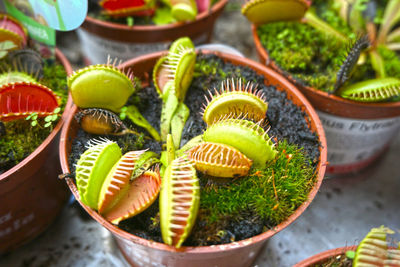 High angle view of potted plants