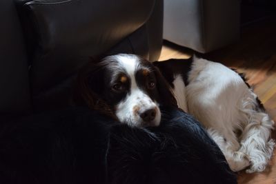 Portrait of dog resting at home