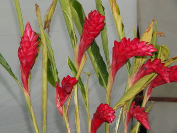 Close-up of red flowers