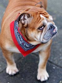 Portrait of bulldog on sidewalk