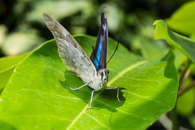 Close-up of insect on plant