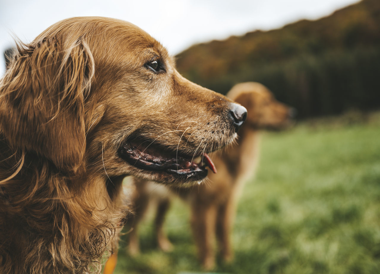 The Girls are Paying Attention Dog & Cats Dummy Golden Retriever Headshots Loulou Marc Ollivier Photography Nature Samba Schoenfels One Animal Animal Themes Animal Mammal Pet Dog Canine Domestic Animals Retriever Animal Body Part Focus On Foreground No People Grass Looking Day Outdoors Looking Away Animal Head  Brown Animals & Insects Nathalie