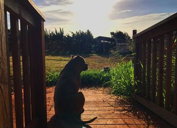 Dog sitting by gate against sky