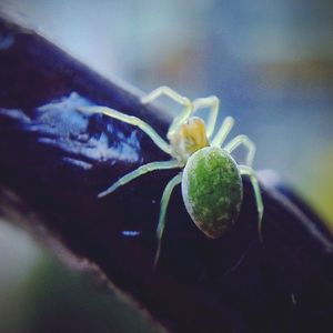 Close-up of flower against blurred background