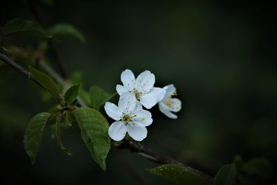 Close-up of white flowers on tree
